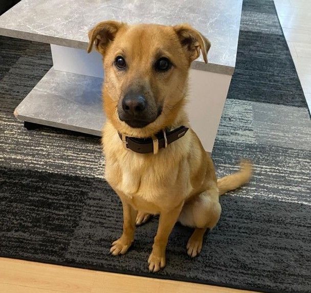 Privatvermittlung – Kleiner Mischlingsrüde Mateo auf Pflegestelle in Nieste