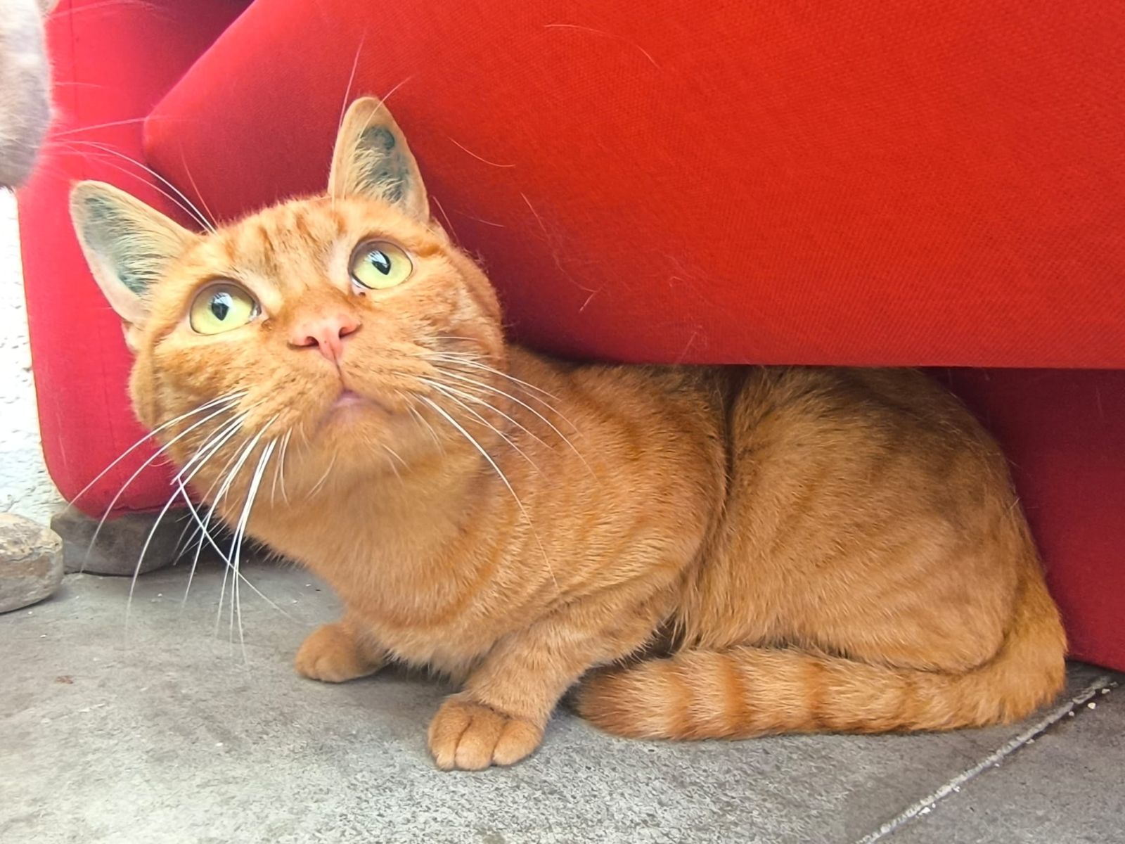 Kater Robert für Freigangshaltung