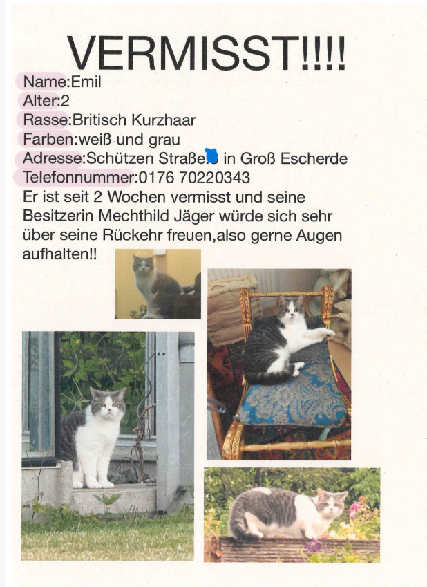 Vermisst – Kater Emil aus Groß Escherde