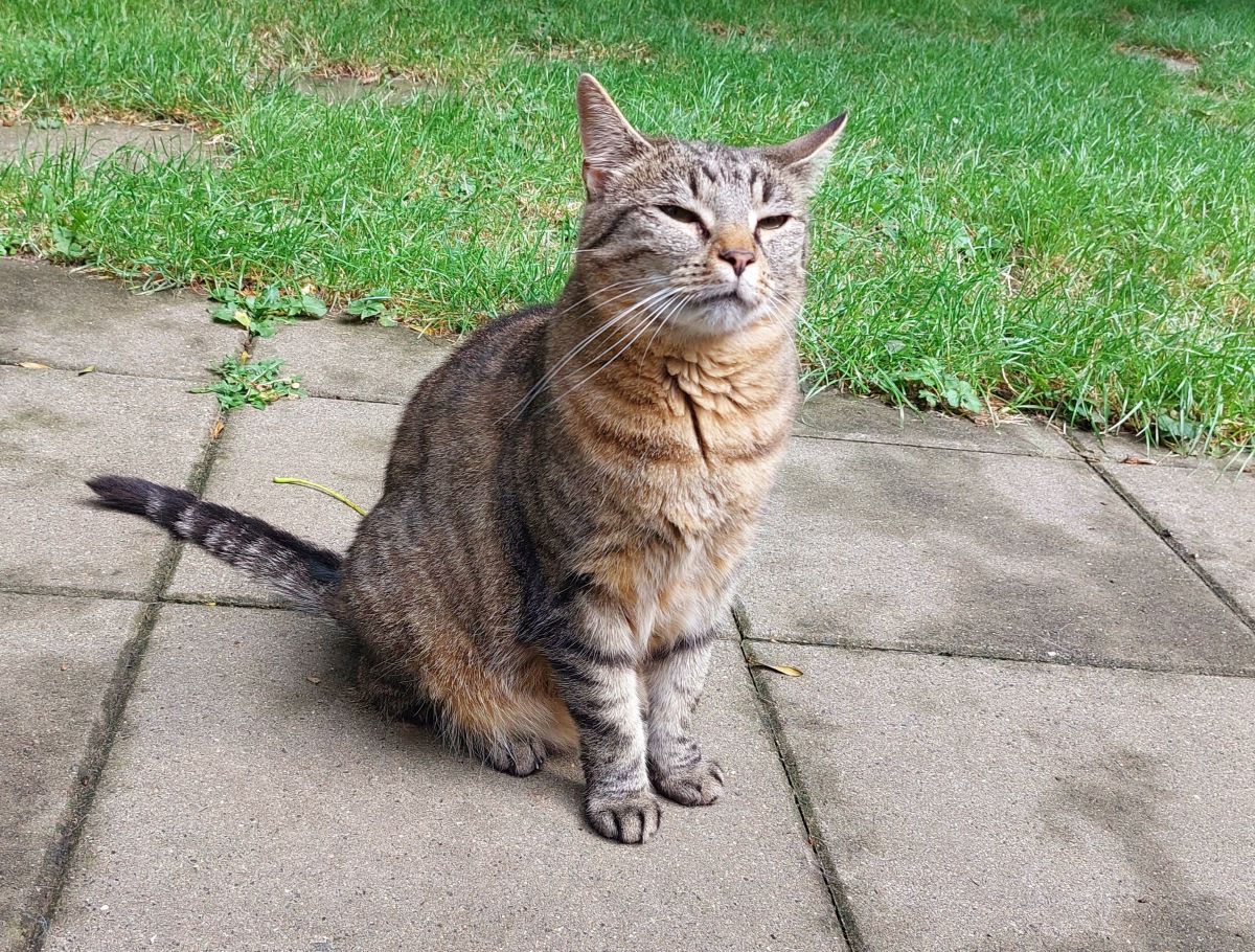 Katzenwiesenkatze Smilla (für Freigangshaltung) sucht ein Zuhause