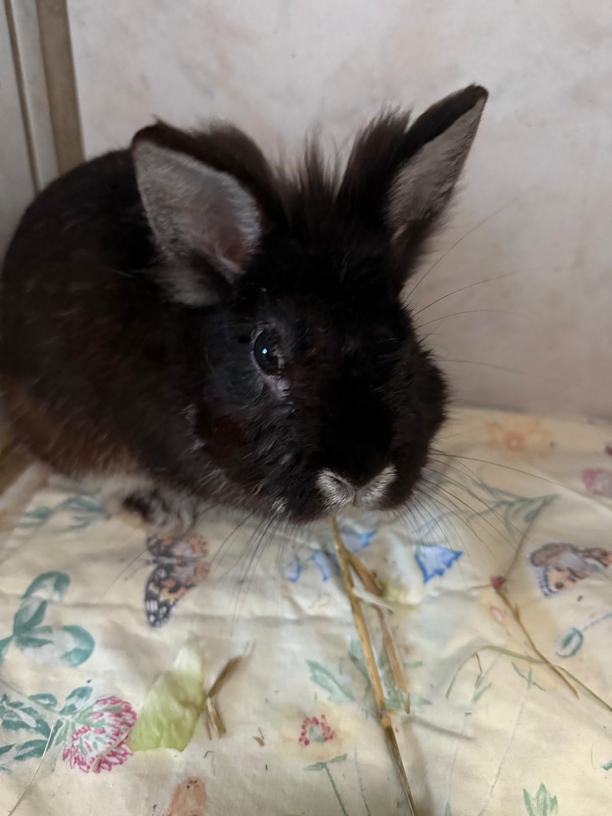 Löwenkopfkaninchen Teddy und Zwergkaninchen Bloom für Innenhaltung