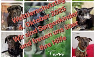 Aufruf zum Welttierschutztag am 4. Oktober 2025