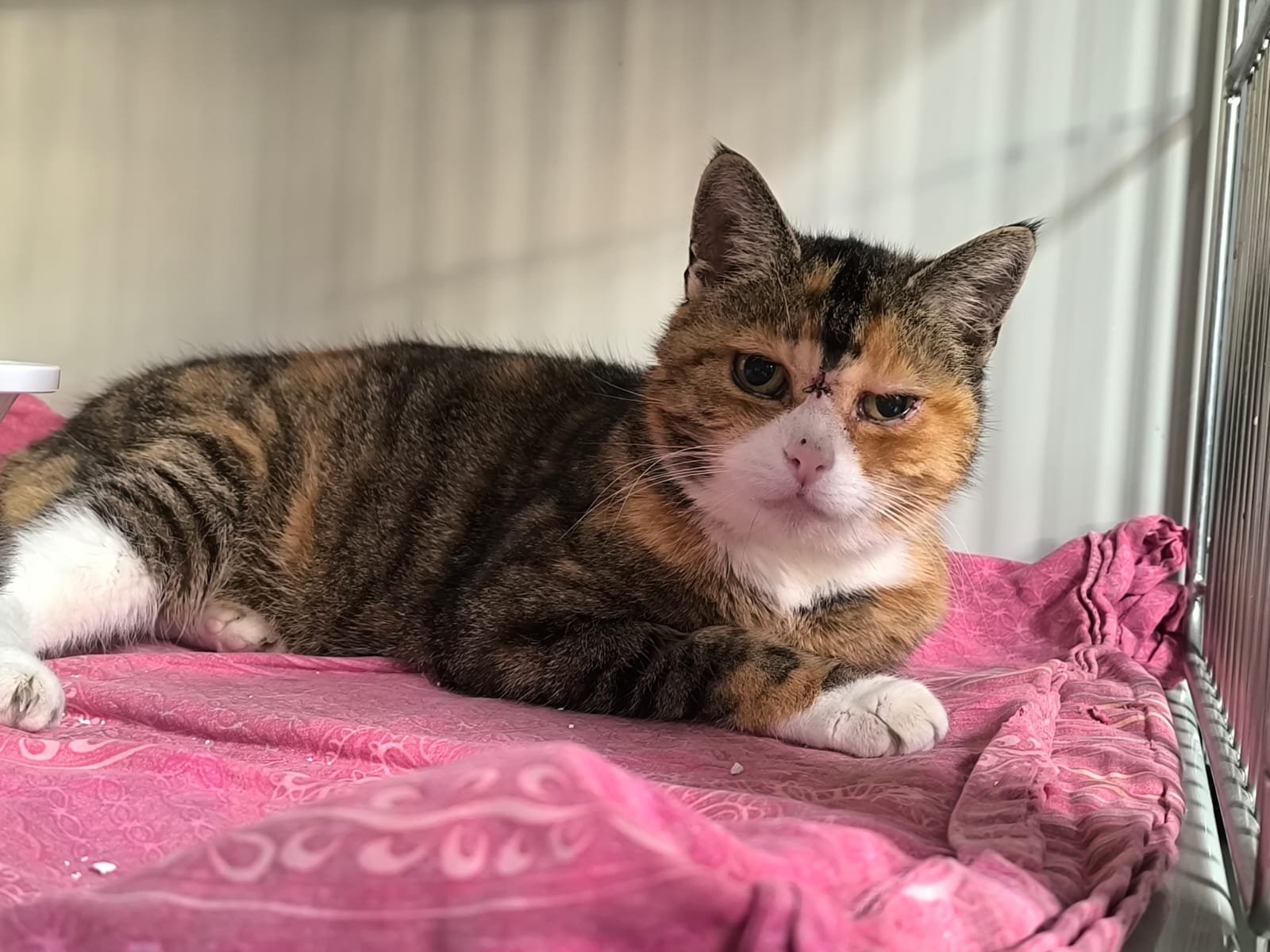 Ältere Katze Liese für Wohnungshaltung