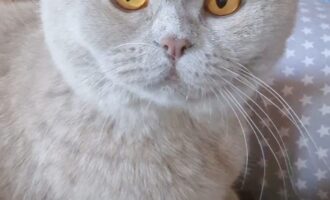 Vermisst – Kater Simba aus Hannover (Eilenriede/Bischofshol)