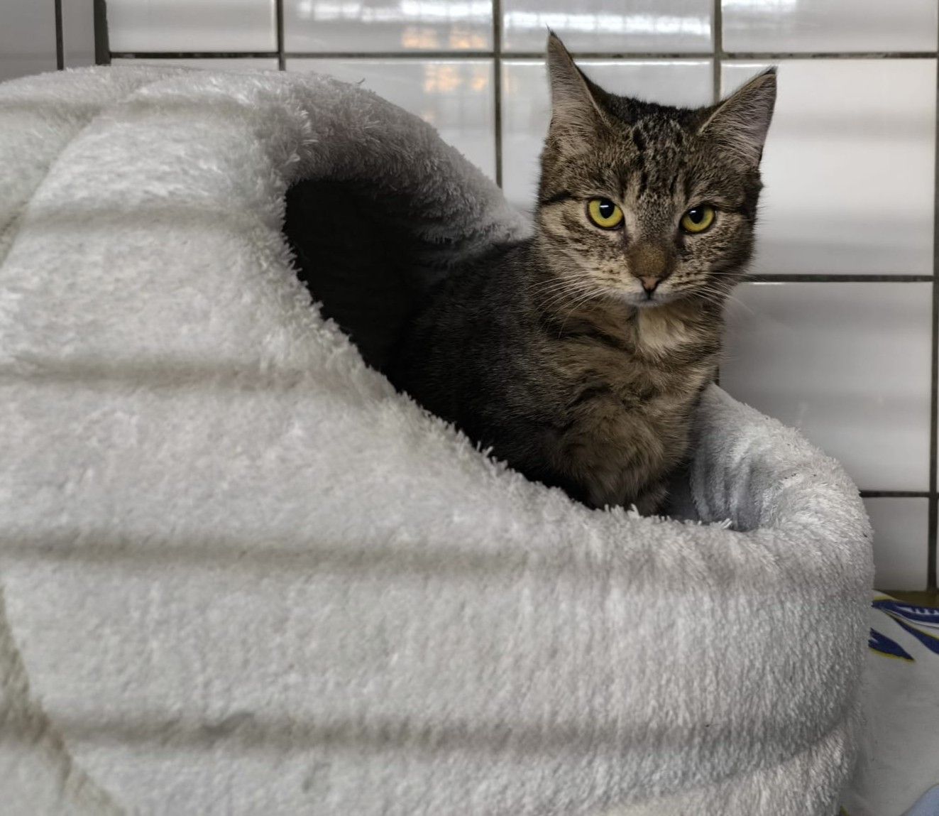 Junge Katzen Ginny und Girl für Wohnungshaltung