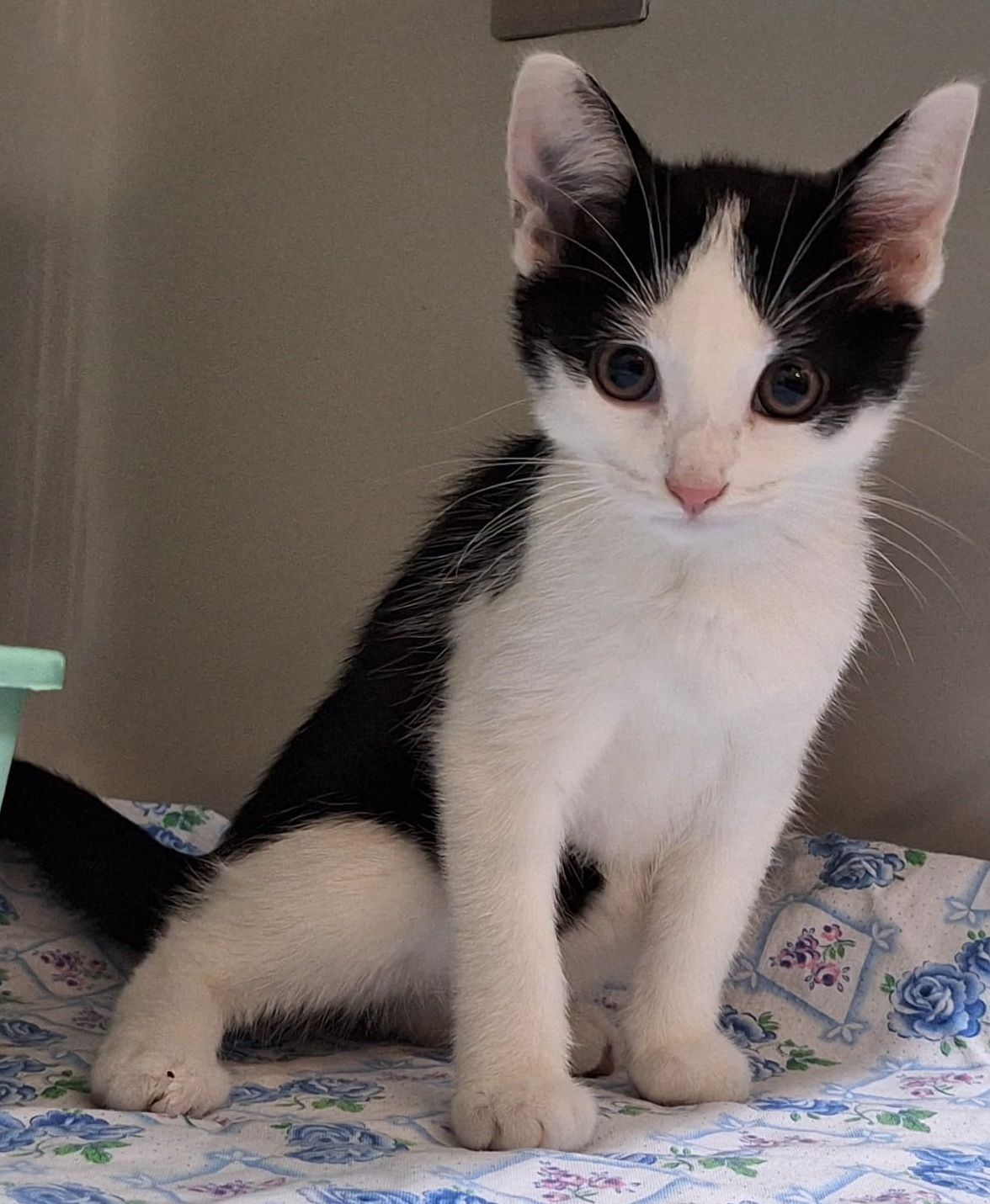 Wer kennt diese beiden Katzenkinder bzw. ihren Eigentümer