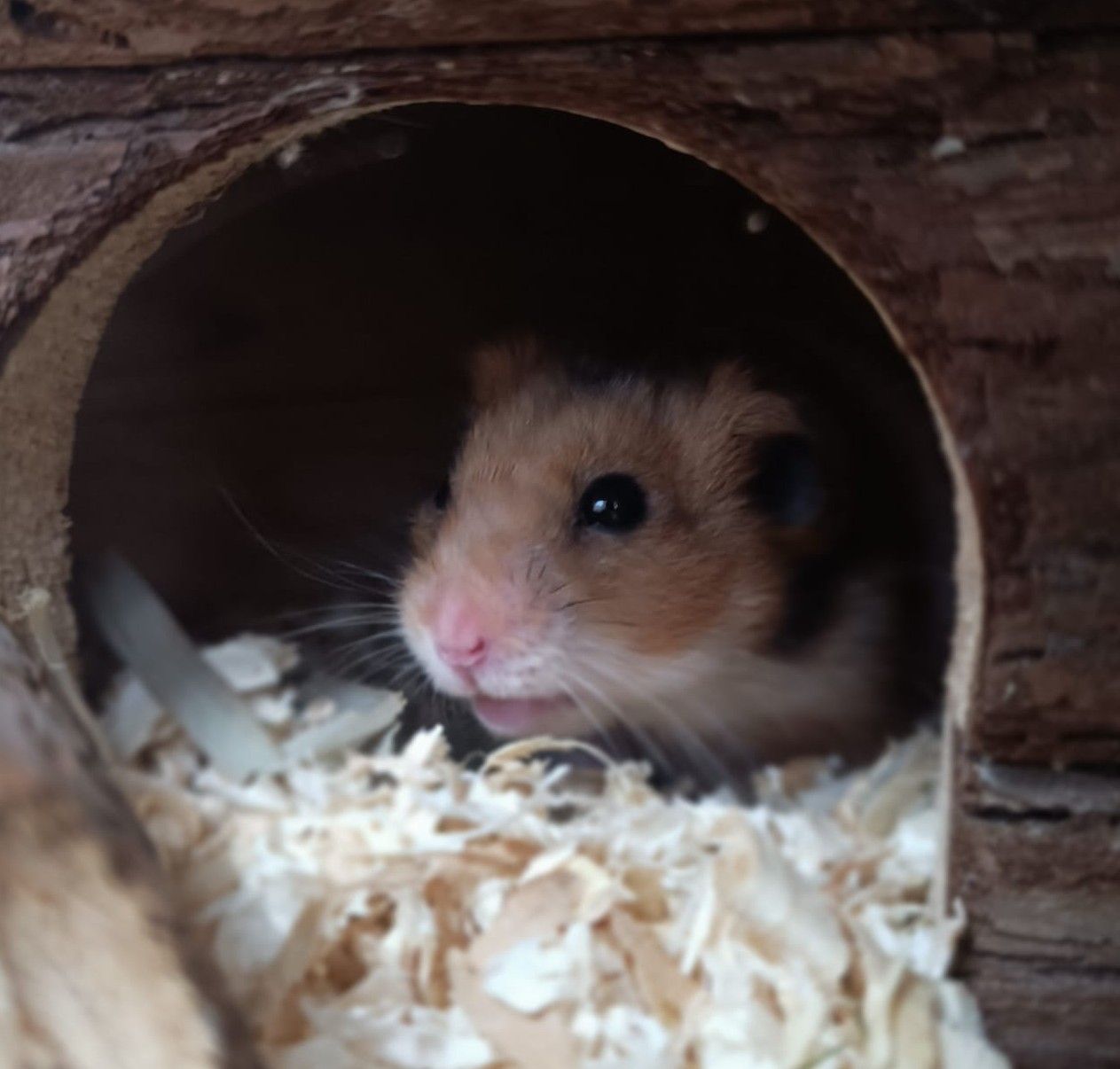Junger Hamster Nugget (m)