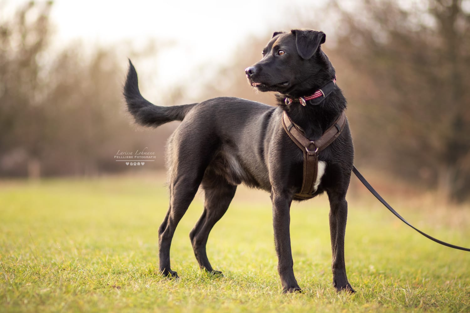 Labradormix Paul