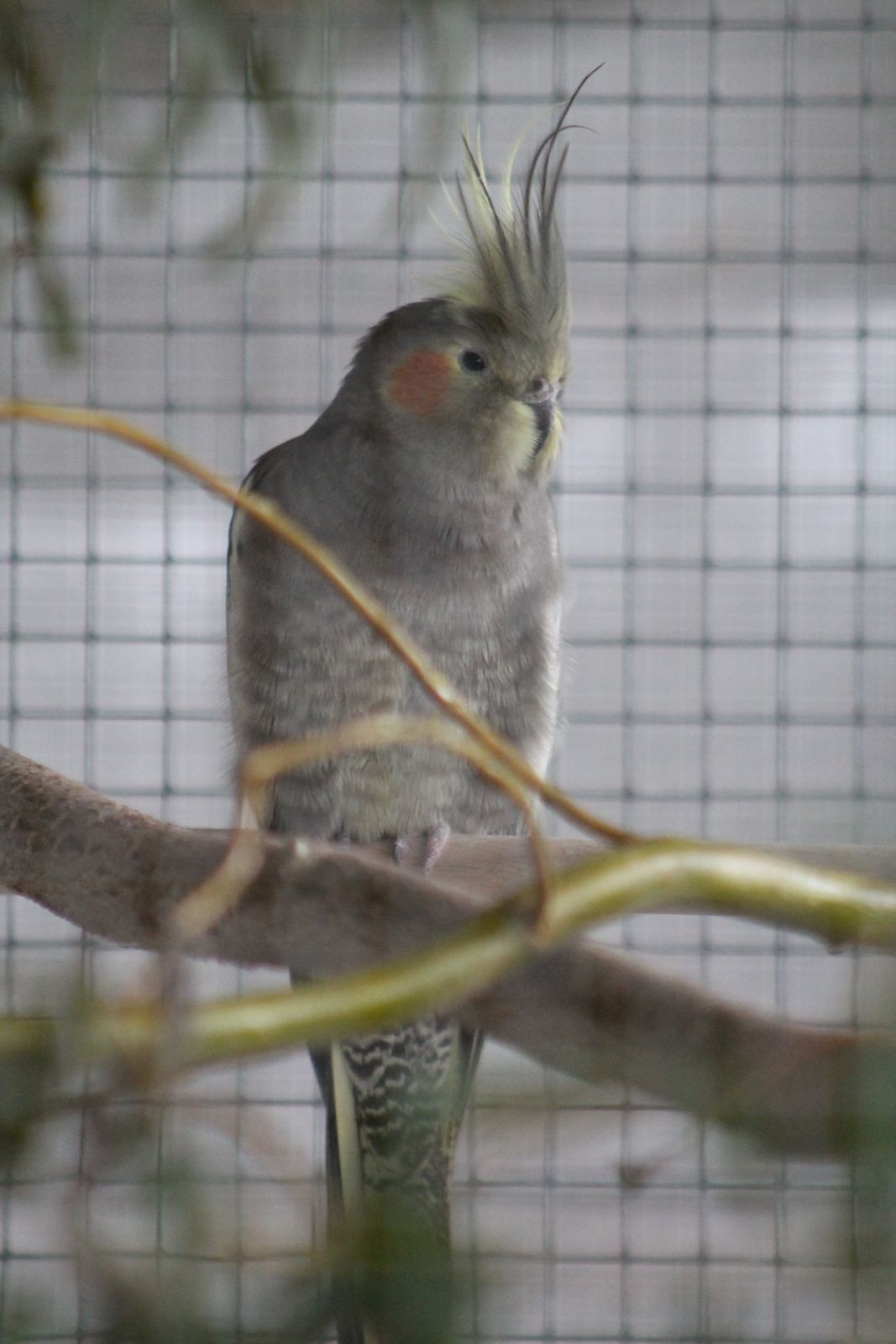 Nymphensittich Pauline