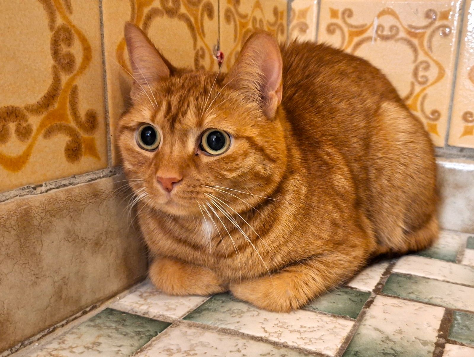 Katzenwiesenkatze Sunny (für Wohnungshaltung) sucht ein Zuhause