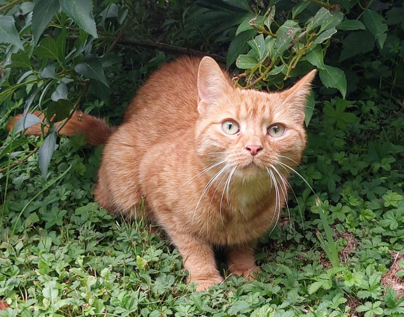 Katzenwiesenkatze „rote“ Sunny (für Freigangshaltung) sucht ein Zuhause