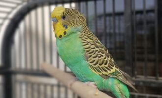 Zugeflogen – Wellensittich (m) am Schusterbleek/Hildesheim