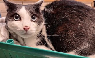 Zugelaufen/Einfach in Transportbox ausgesetzt – Kater aus HI/Wallstraße