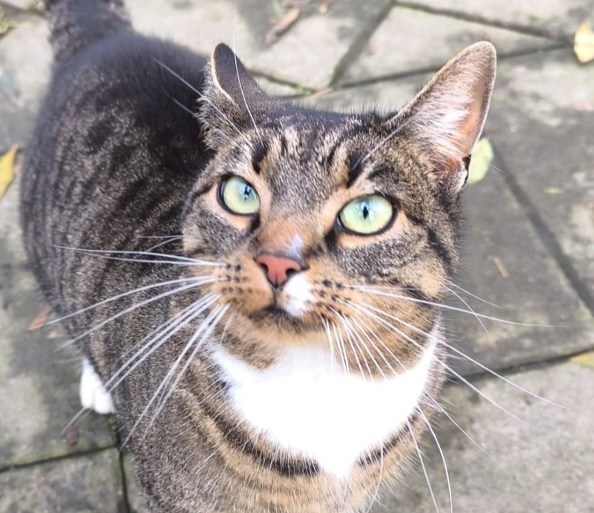 Katzenwiesenkatze Baby für Freigangshaltung