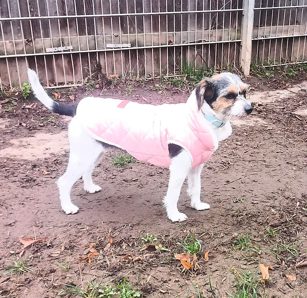 Terriermixhündin Emma