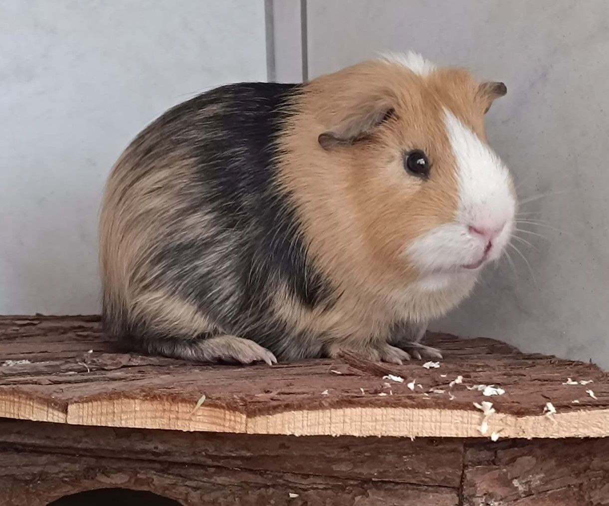 Junger Meerschweinchenbub Gabriel
