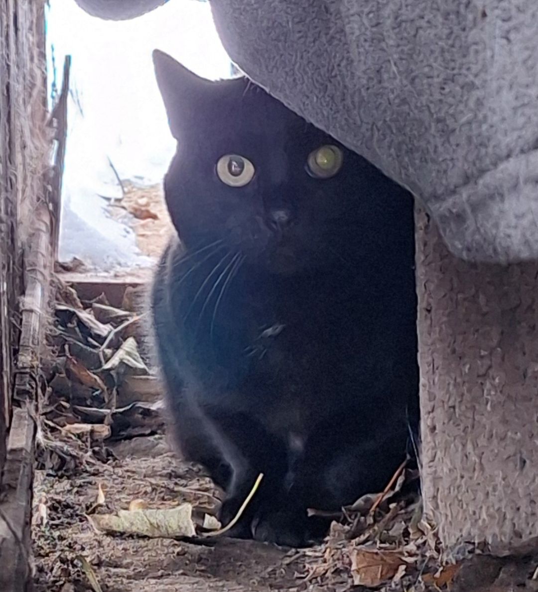 Katzenwiesenkatze Gesa sucht Paten