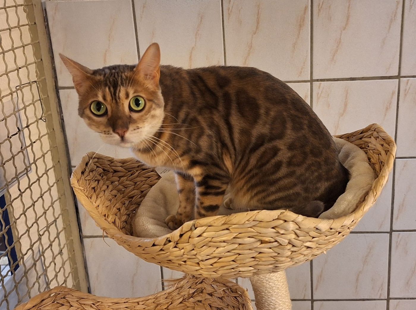 Katze Jola für Wohnungs- oder Freigangshaltung