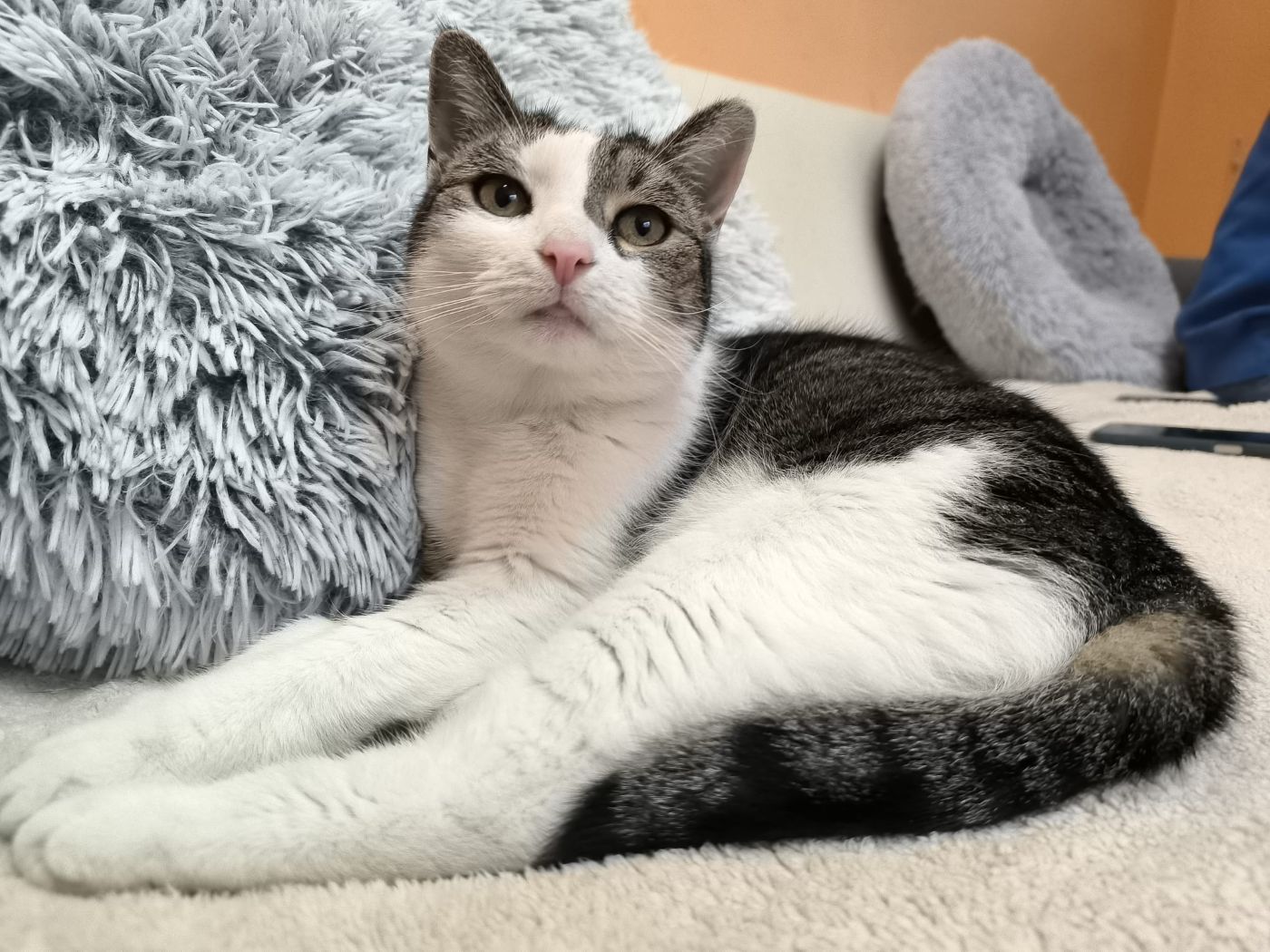 Katze Mausi für Wohnungshaltung