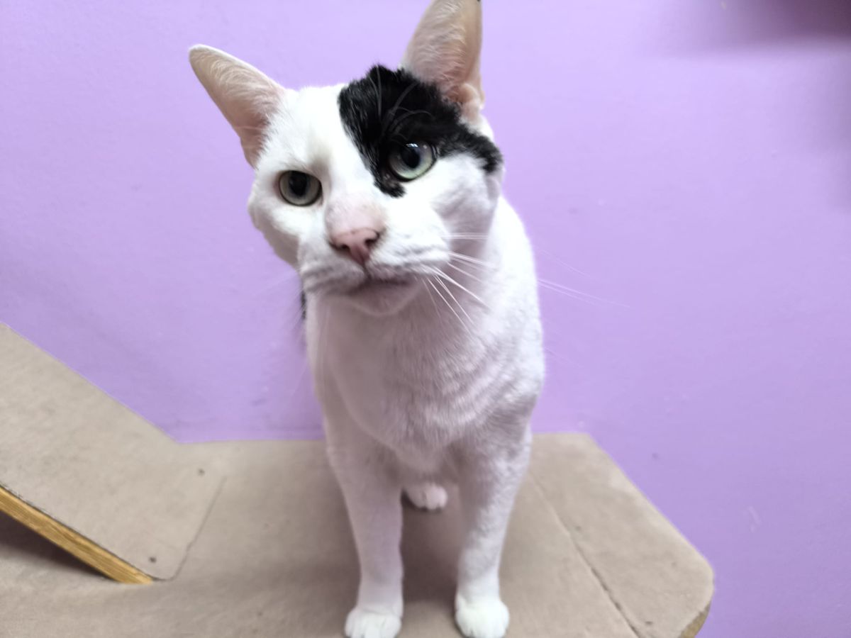 Kater Max für Wohnungshaltung