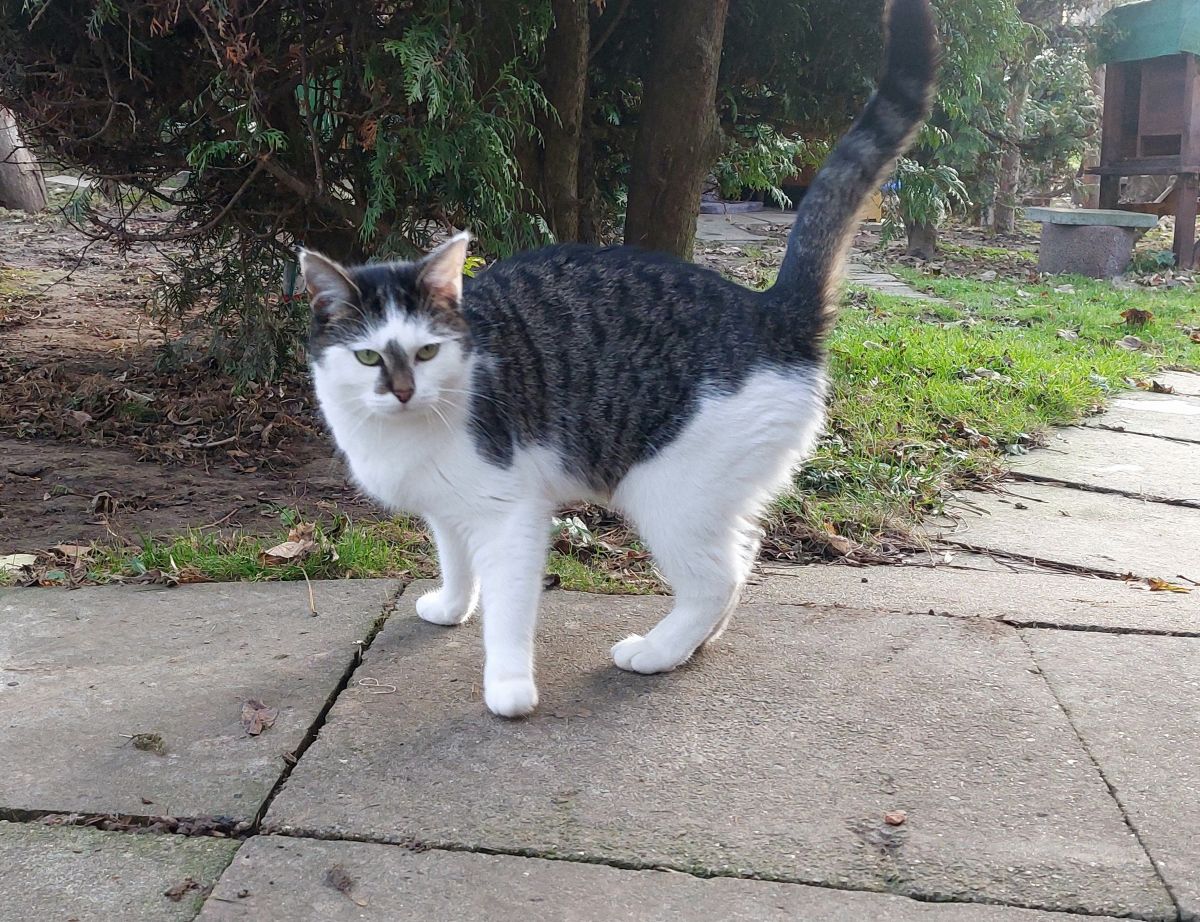 Katzenwiesenkatze Mikini sucht Paten