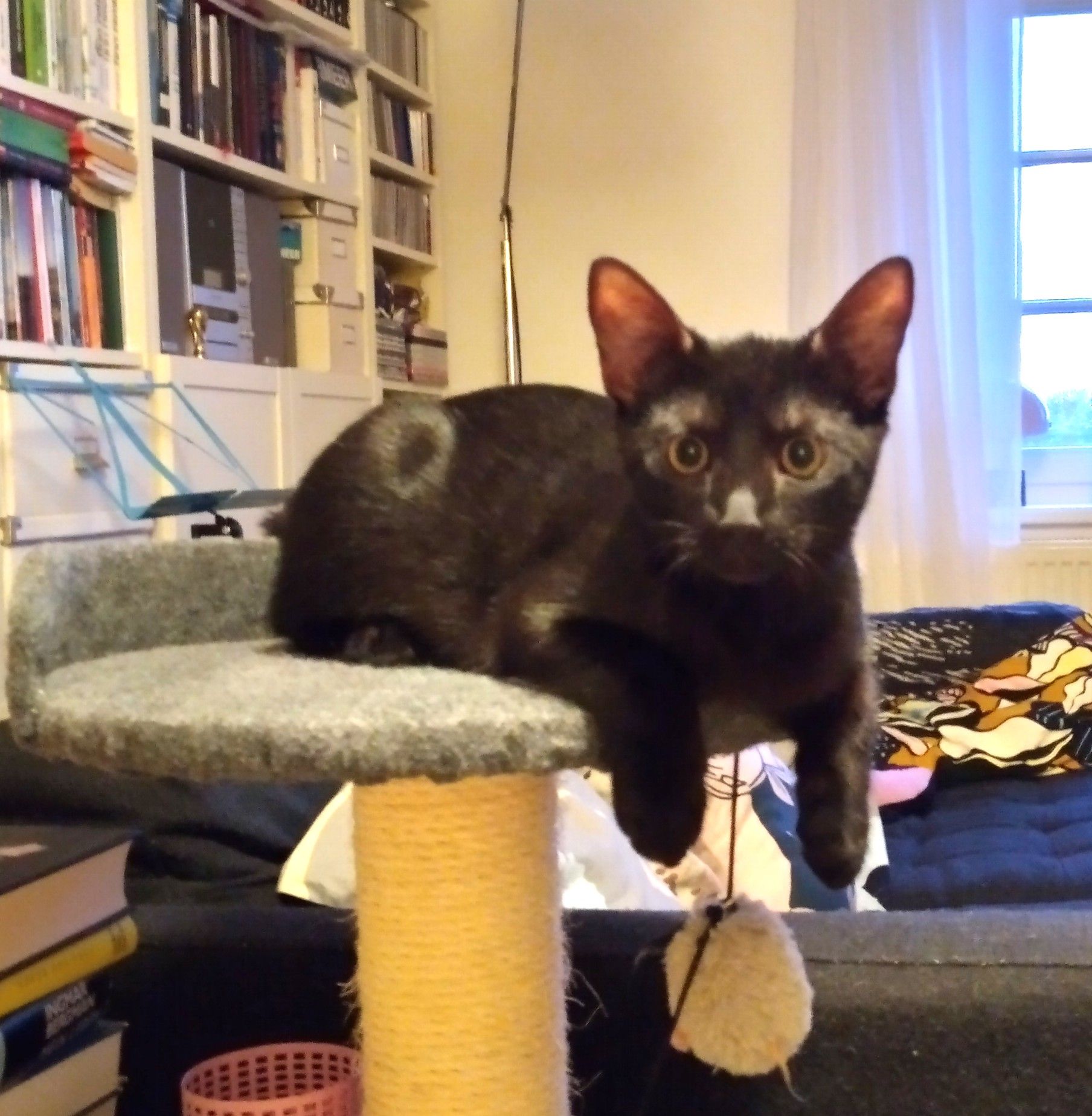 Neues Zuhause – Yuno grüßt herzlich zu Weihnachten