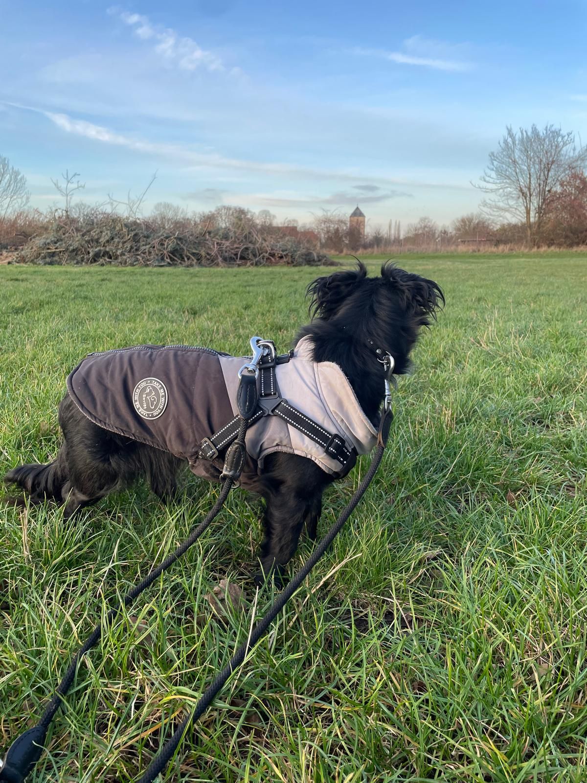 Dackel-Terriermix Hündin Nova