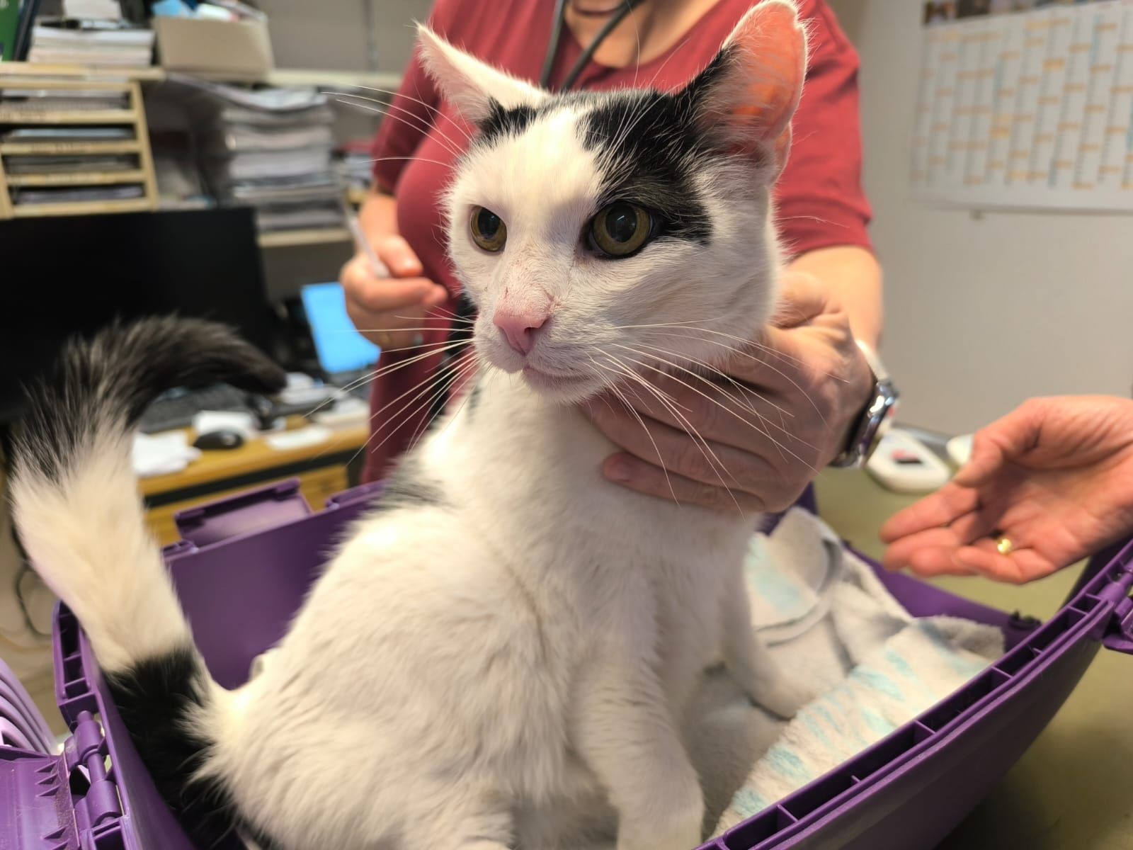 Zugelaufen – Kastrierter Kater in Rautenberg zugelaufen