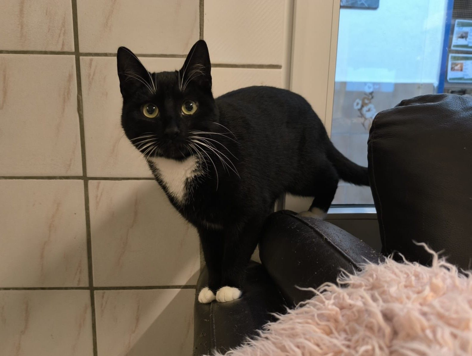 Junge Katze Silly für Freigangshaltung