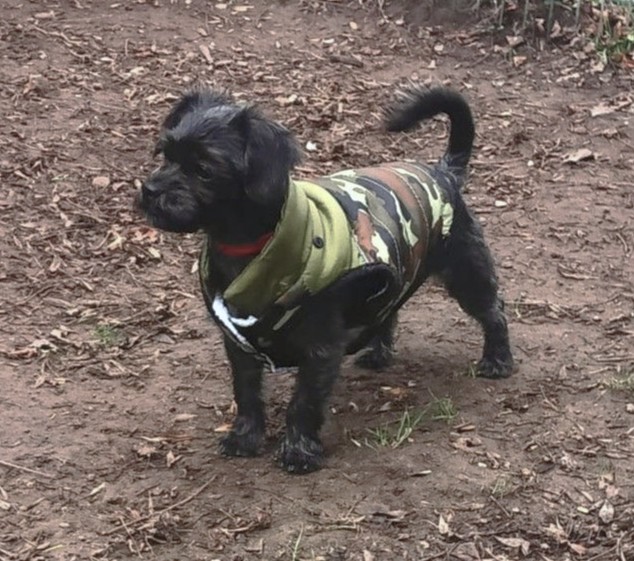 Terriermixhündin Sparkle