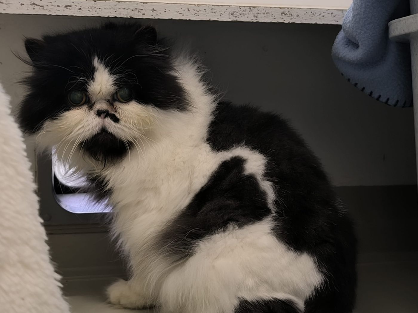 Katze Valentina – gern auch Pflegestelle gesucht!