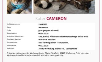Vermisst – Kater Cameron aus Wolfsburg, Tilsiter Str.