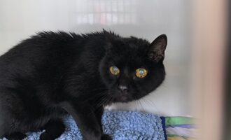 Zorro von der Katzenwiese