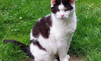 Dixie Bell von der Katzenwiese