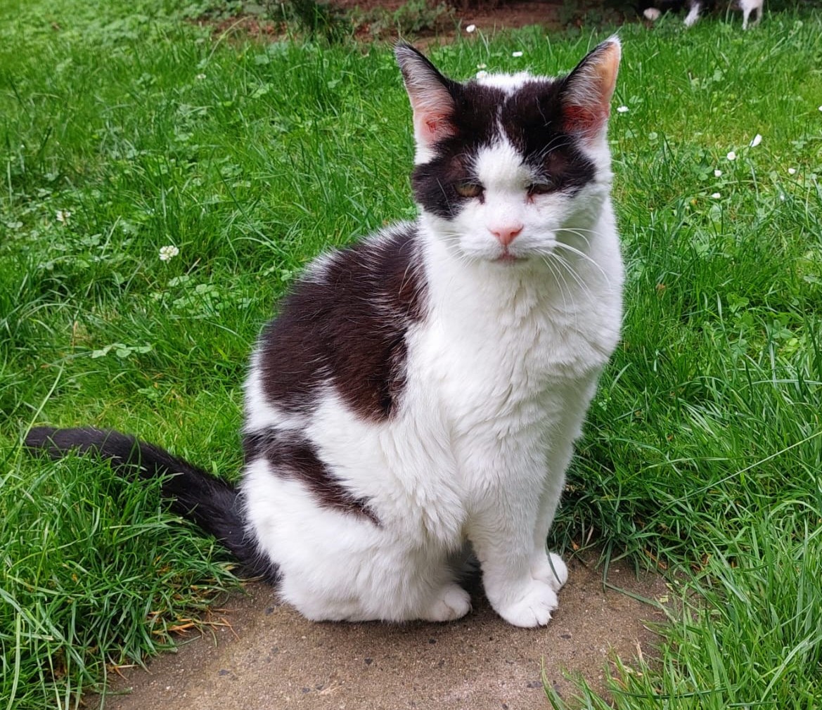 Dixie Bell von der Katzenwiese