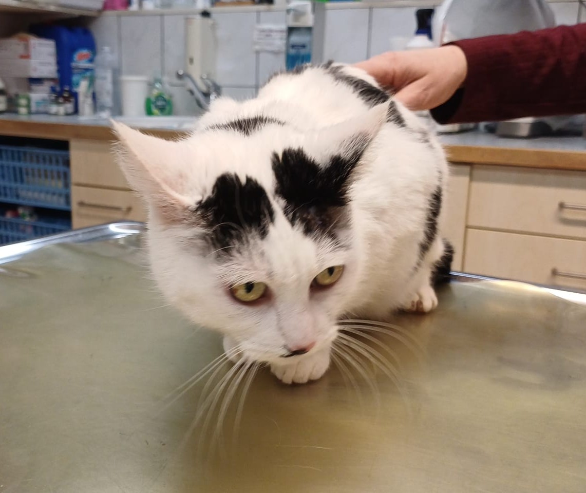 Ältere Katzendame Emmi für Wohnungs- oder Freigangshaltung