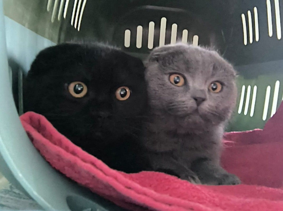 Kitten Cameron und Freya