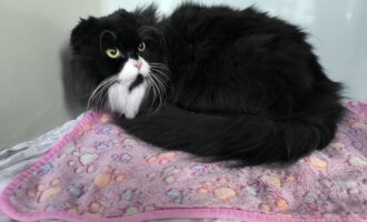 Zugelaufen – Kater aus Hildesheim, Martin-Luther-Str., am 08.01.26