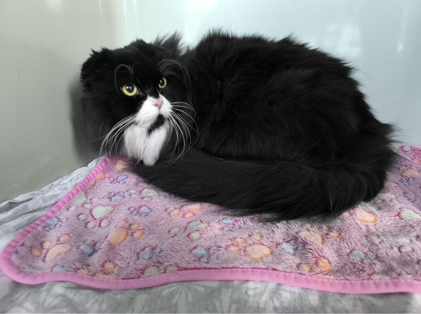 Zugelaufen – Kater aus Hildesheim, Martin-Luther-Str., am 08.01.26