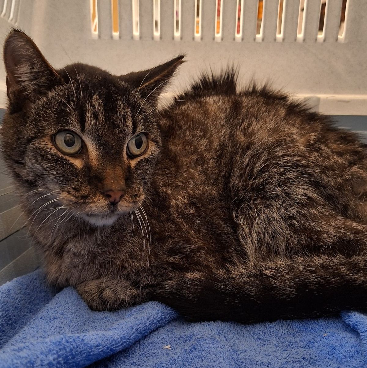 Zugelaufen – Kater am 18.1. in Sarstedt, Matthias-Claudius-Str.