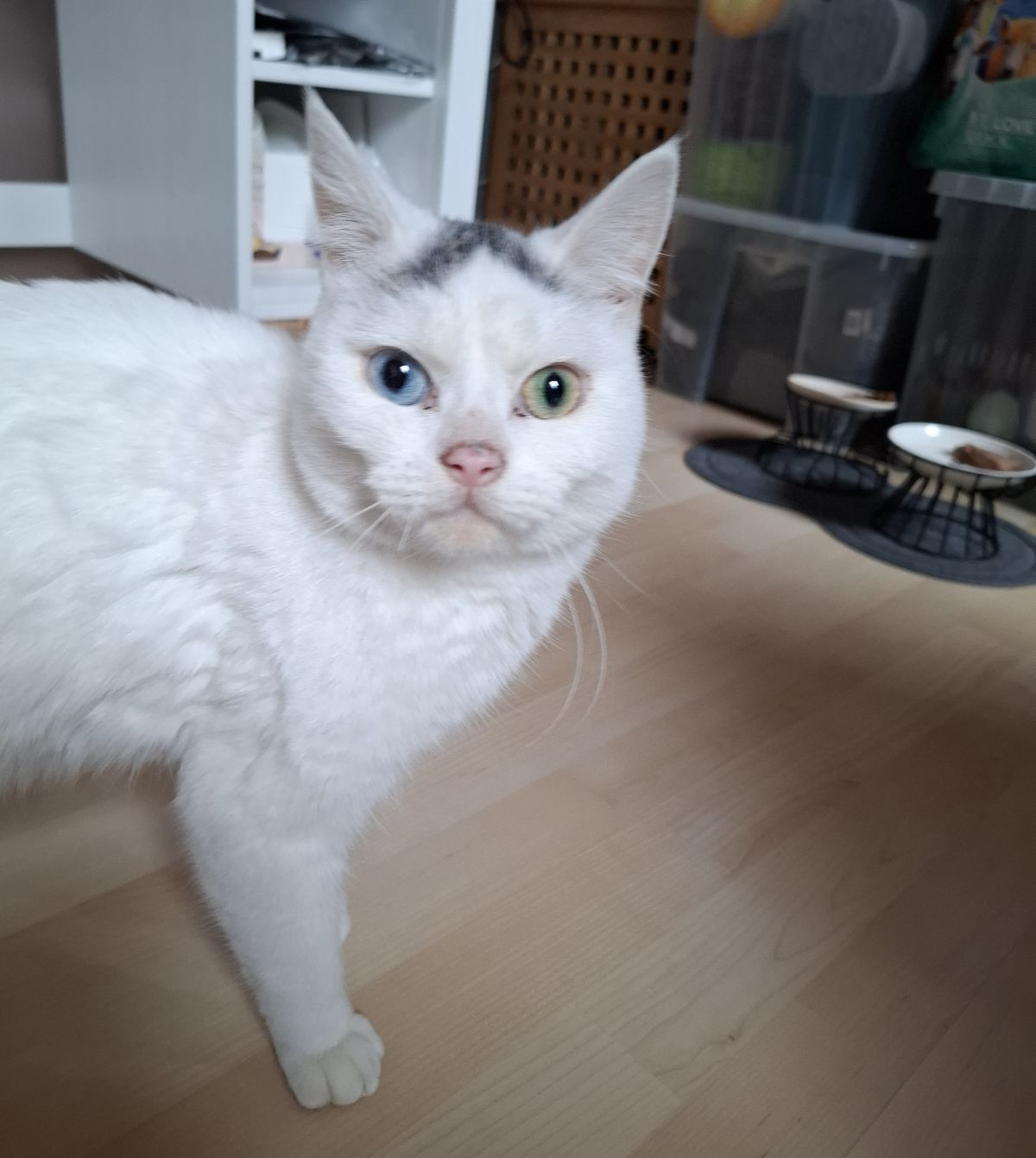 Zugelaufen – Kater mit 2 unterschiedlichen Augenfarben in Harsum/Adlum, Dunkle Straße