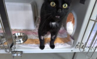 Zugelaufen – Katze weiblich in Garmissen