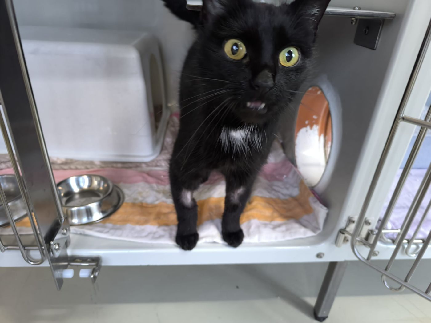 Zugelaufen – Katze weiblich in Garmissen