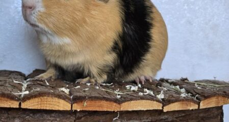 Junger Meerschweinchenbub Gabriel