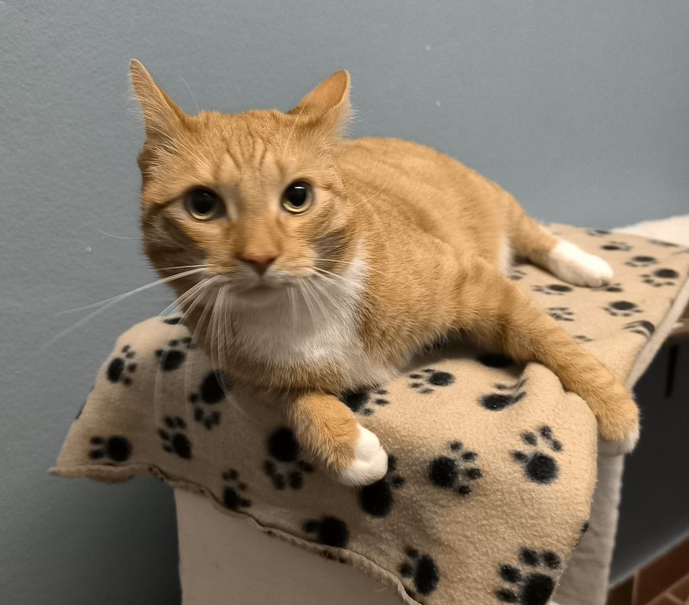 Kater Kalle für Wohnungs- oder Freigangshaltung