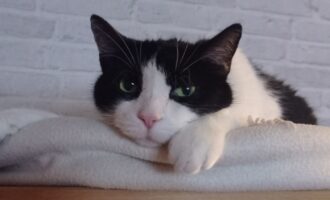 Neues Zuhause – Balu und Pepi grüßen herzlich