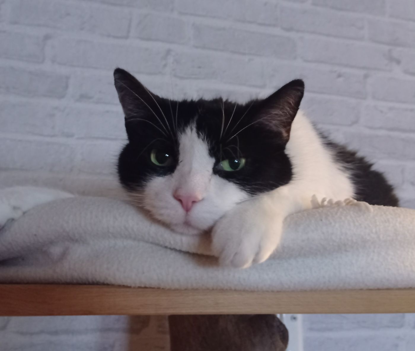 Neues Zuhause – Balu und Pepi grüßen herzlich