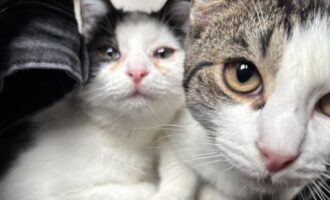 Neues Zuhause – Katzen Malcolm und Caitlin grüßen glücklich