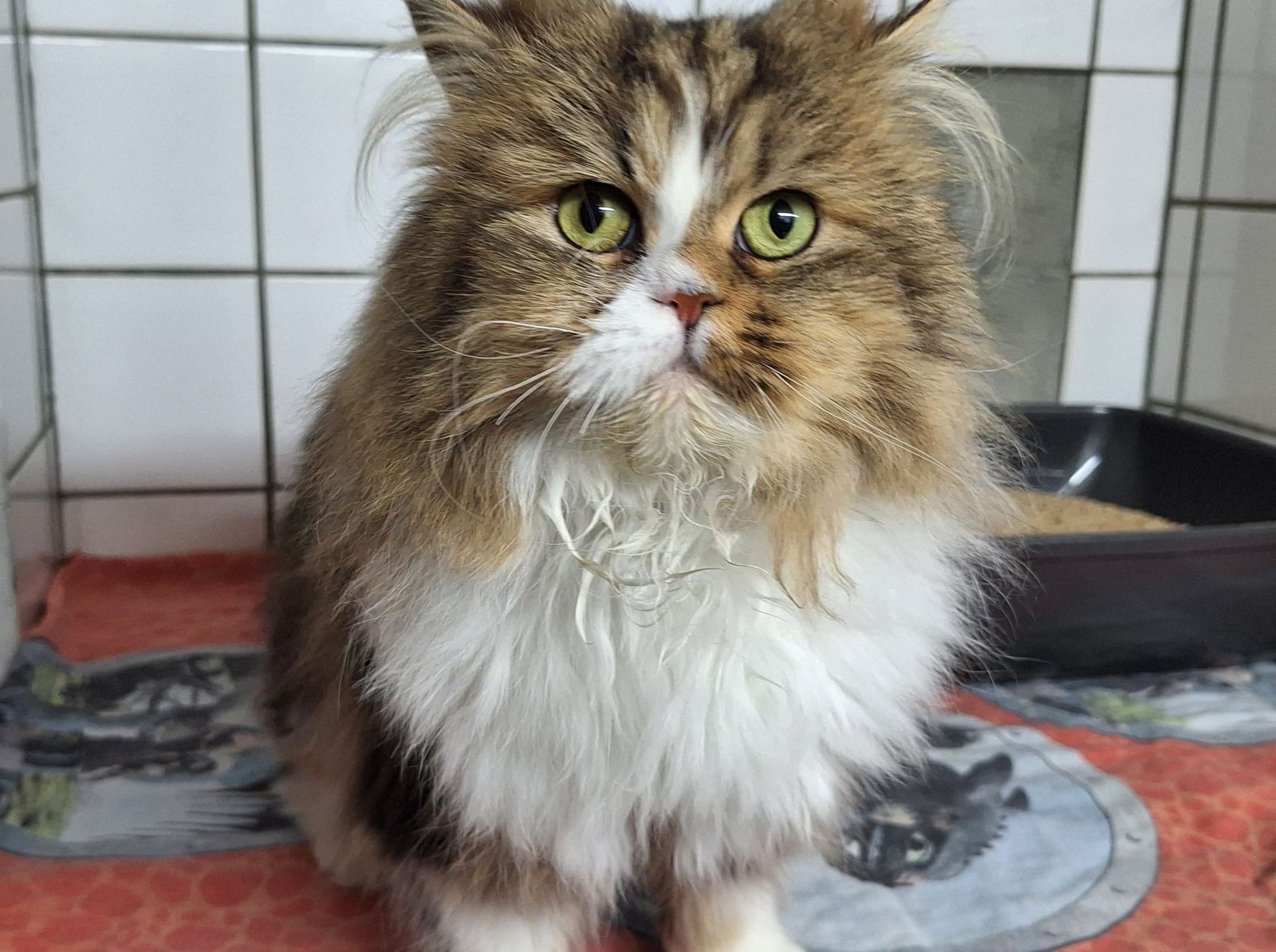 Junger Perserkater Pascal-Kevin für Wohnungshaltung