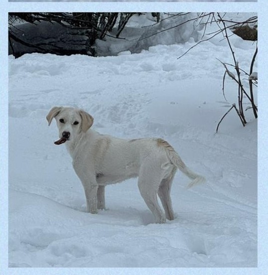 Privatvermittlung – 4 Monate alter Rüde aus dem griechischen Tierschutz